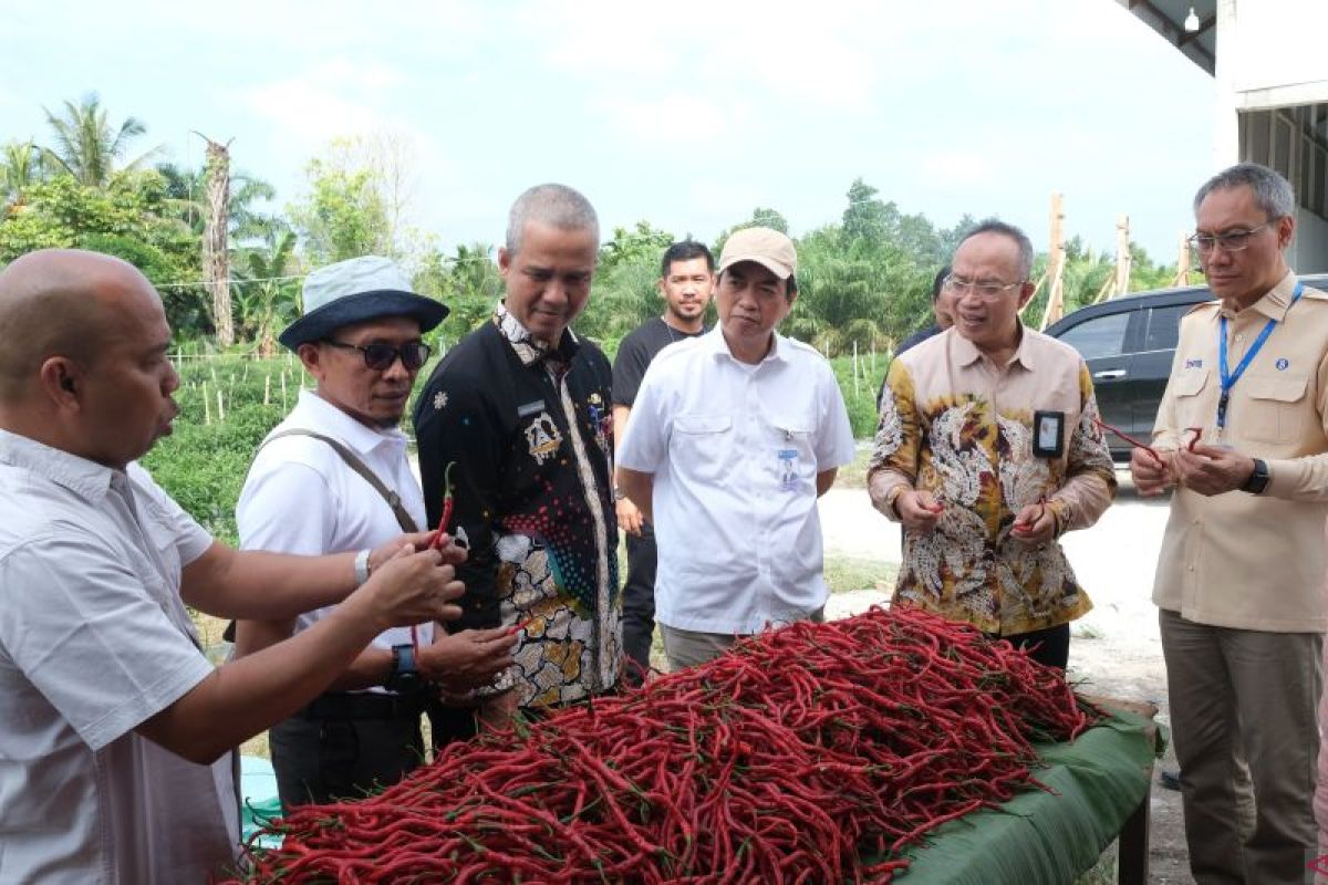 Dukung GNPIP, BI Riau Panen Perdana Komoditas Cabai Merah di Kabupaten Kampar