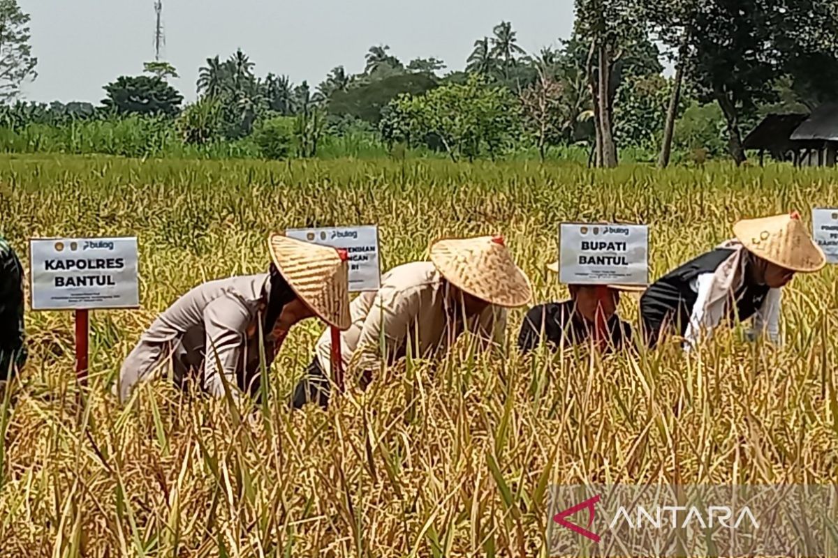 Pemkab Bantul targetkan tanam padi 2.500 ha selesai akhir Februari