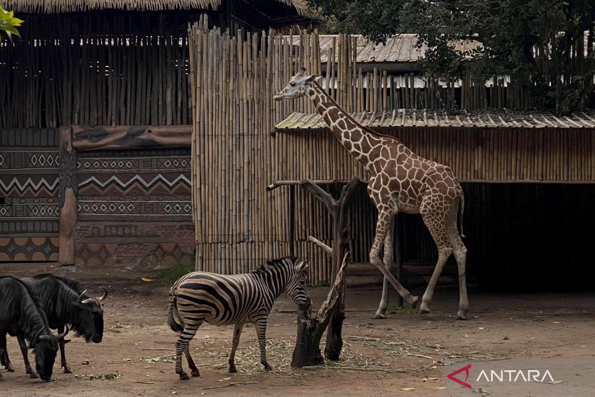 Bandung Zoo pastikan operasional berjalan normal meski ada penyegelan