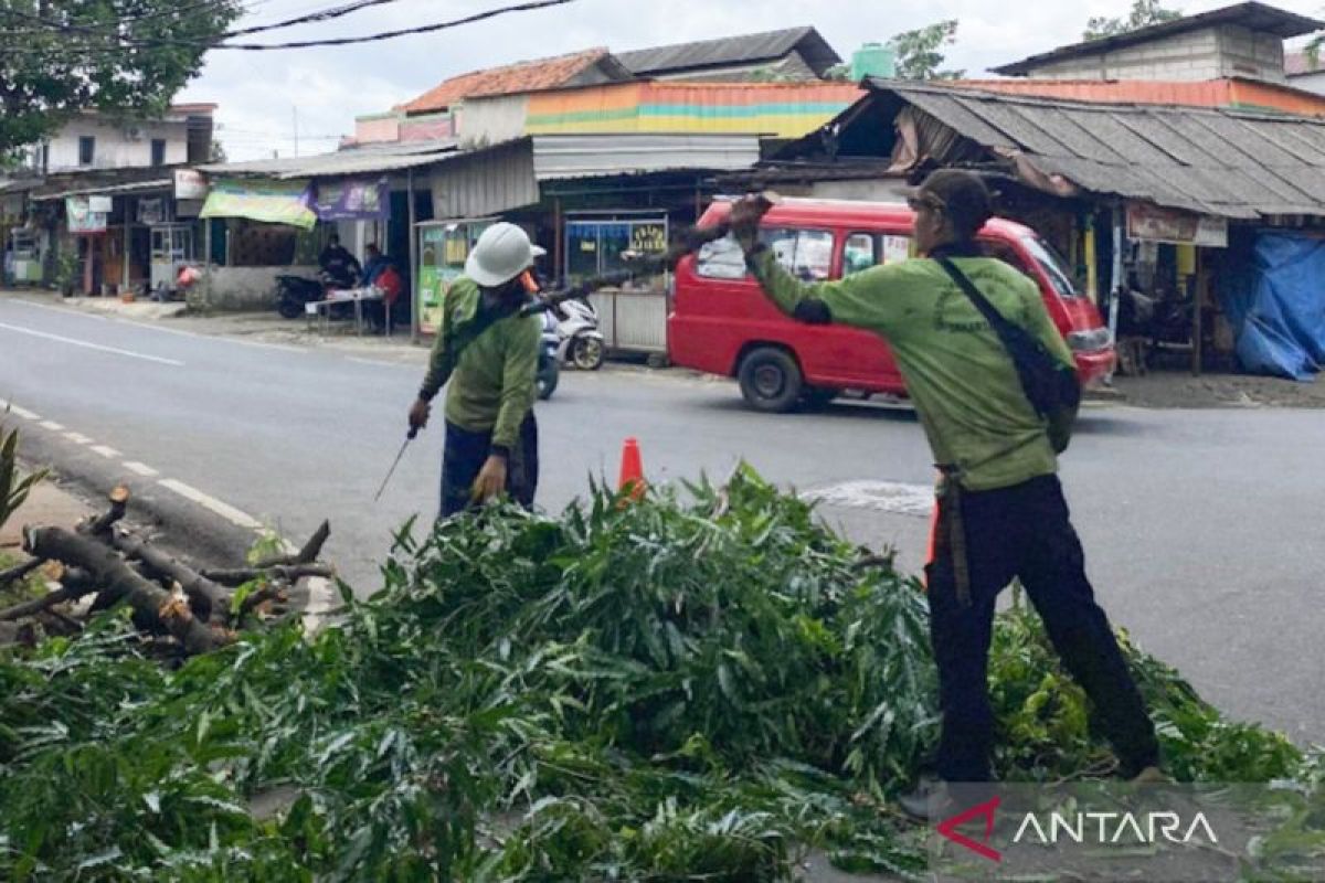 Pemkot Jaktim pangkas 48 pohon di Cipayung antisipasi tumbang