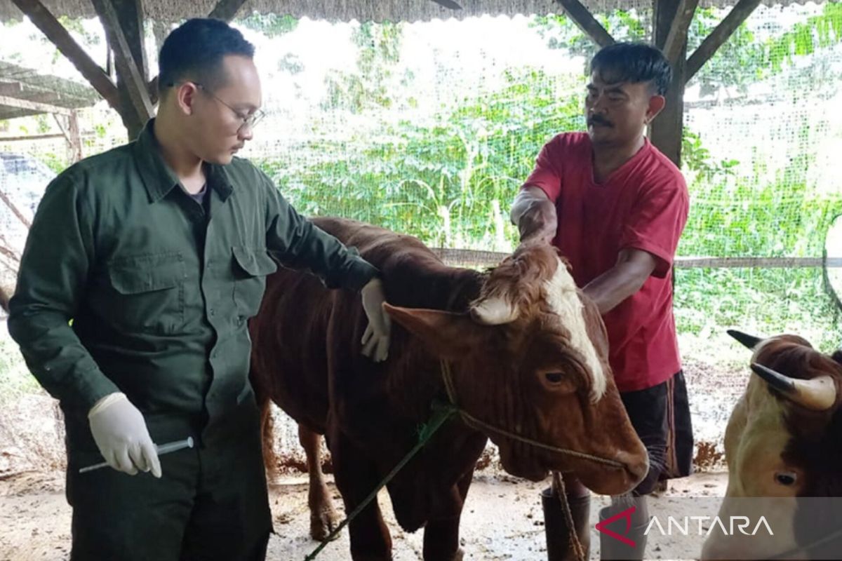 Sudin KPKP Jaktim vaksin ratusan sapi untuk cegah PMK