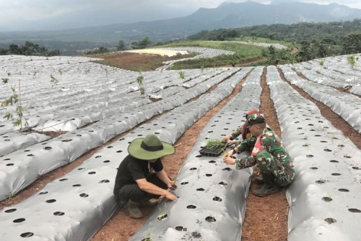 Melihat lahan ketahanan pangan Indonesia karya Sang "Jenderal Air"