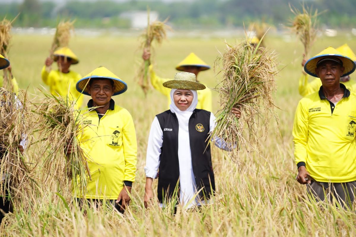 Khofifah pastikan Jatim siap dukung swasembada pangan nasional