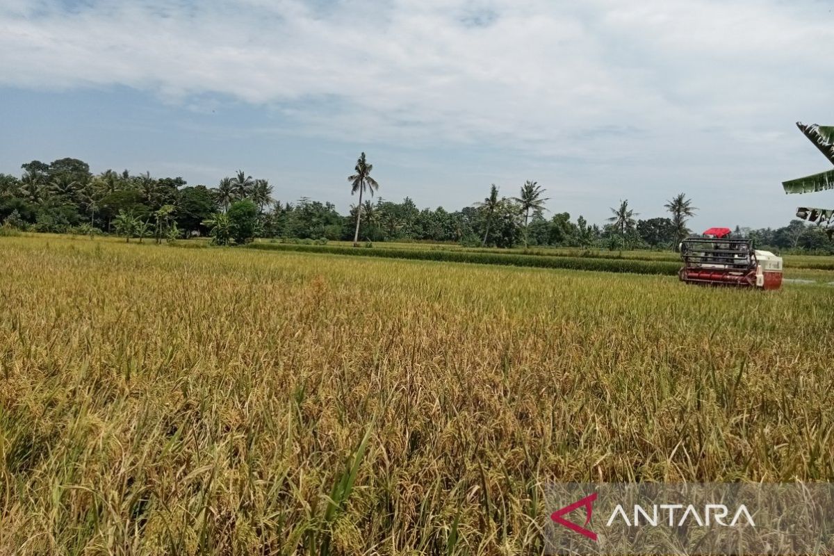 Bantul targetkan luas tanam padi seluas 34.482 hektare pada 2025