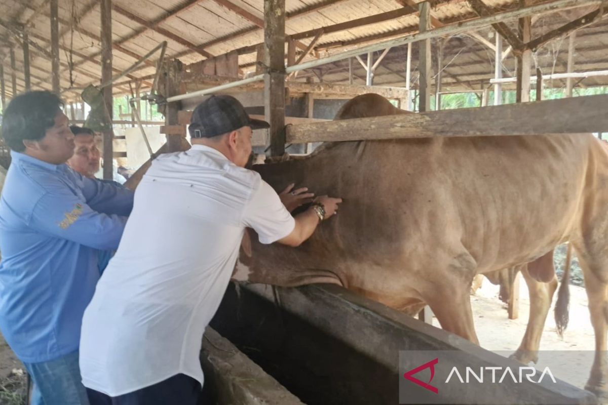 Pemkab Penajam vaksinasi 3.675 sapi cegah penyebaran PMK