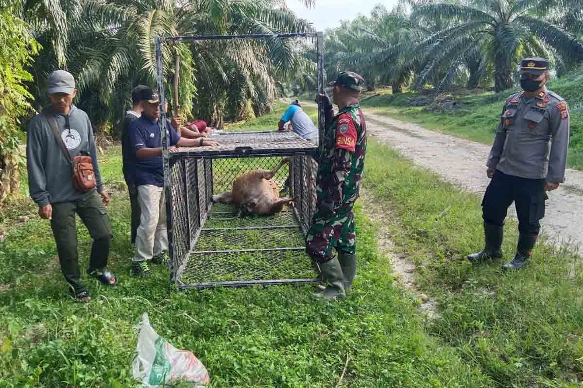 BKSDA pasang perangkap atasi gangguan harimau di Aceh Timur