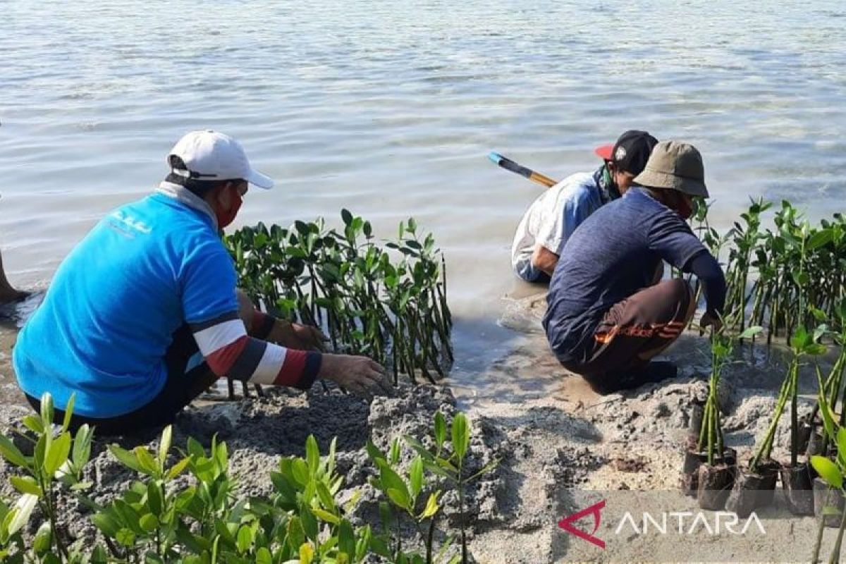 KKP: Padang lamun ekosistem karbon biru siap diperdagangkan
