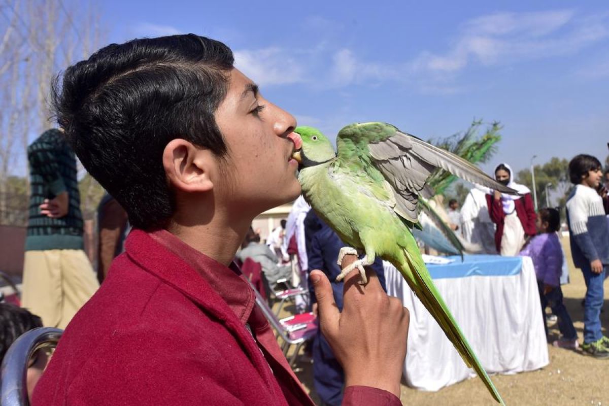 Menilik pameran hewan peliharaan di Peshawar, Pakistan