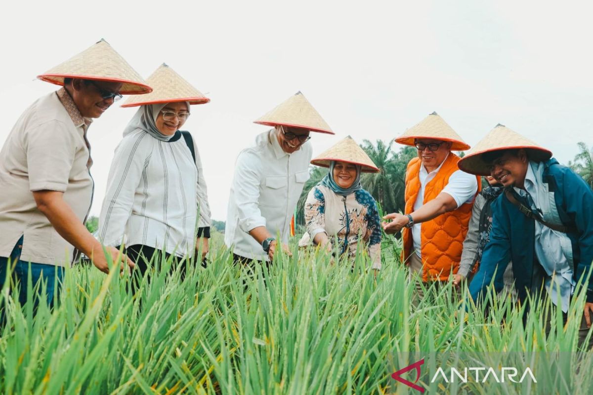 Kemenko proyeksikan produksi gabah di sela PSR PTPN Siak capai 50 ton