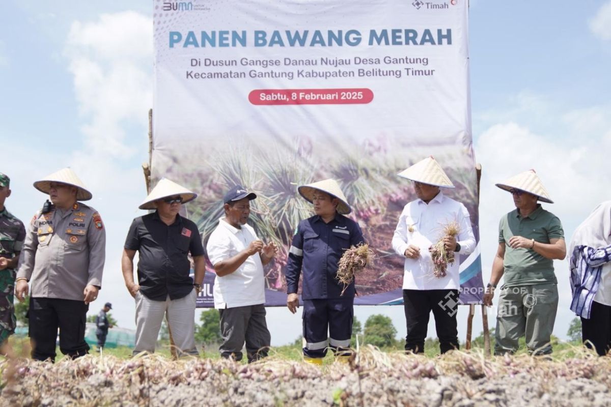Begini panen bawang merah di Bangka Belitung