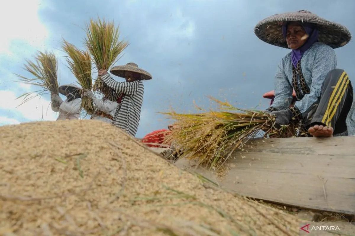 Cuaca kondusif jadi faktor produksi beras berjalan normal