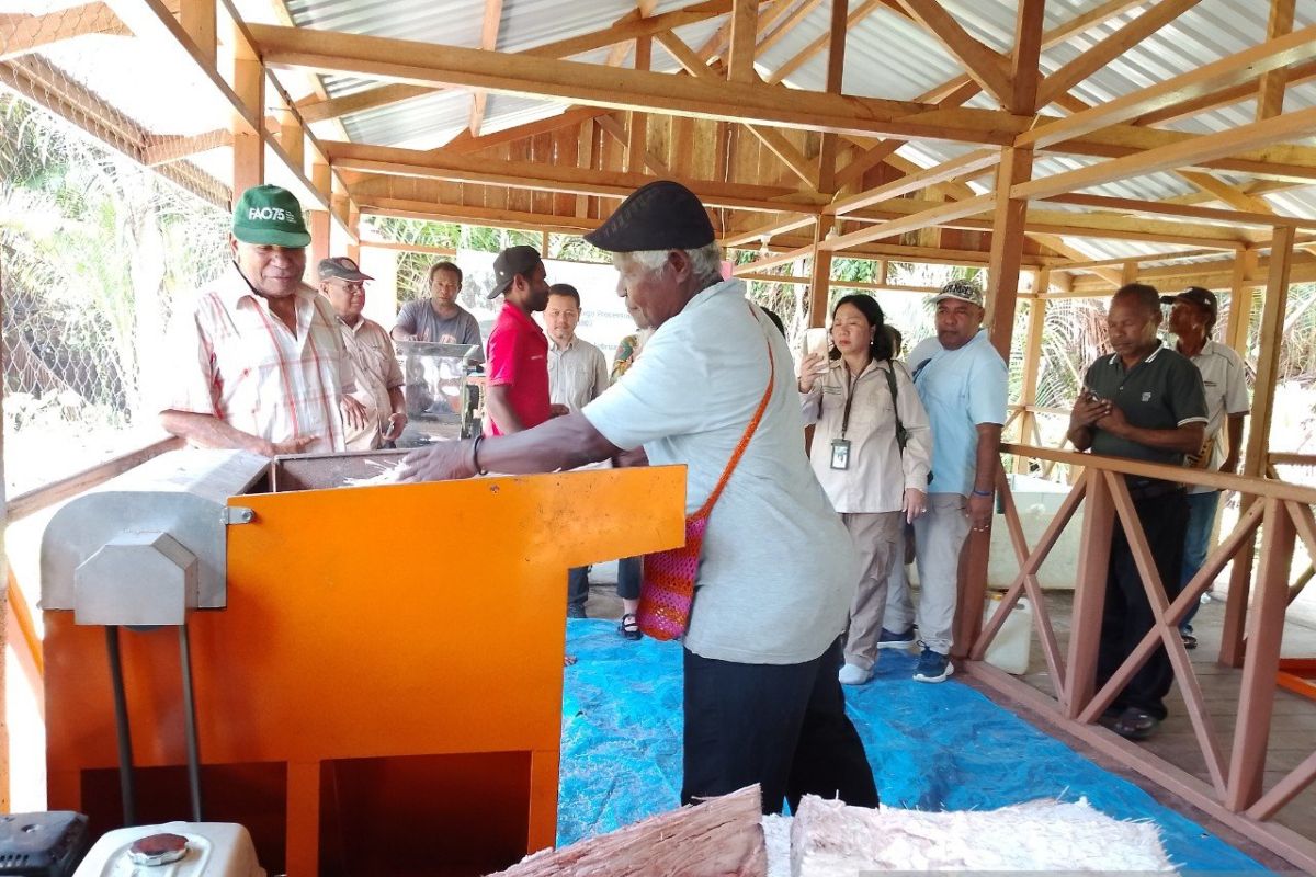 Papua: Sago production house boosts local economy