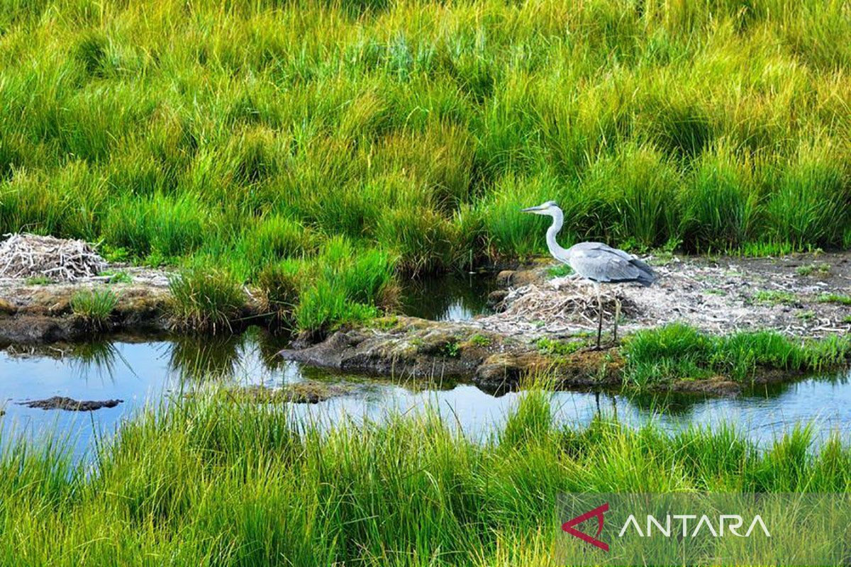 Konservasi lahan basah tingkatkan perlindungan burung migran di China