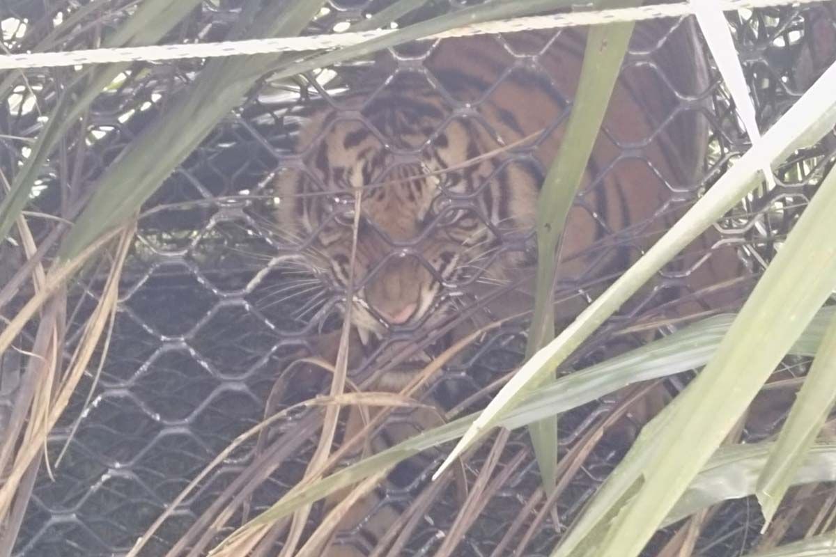 Harimau sumatra masuk kandang jebak di Aceh Timur