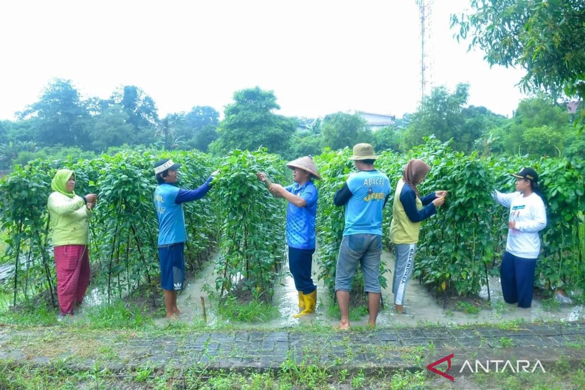 Lanud Halim Perdanakusuma panen hasil tani program ketahanan pangan