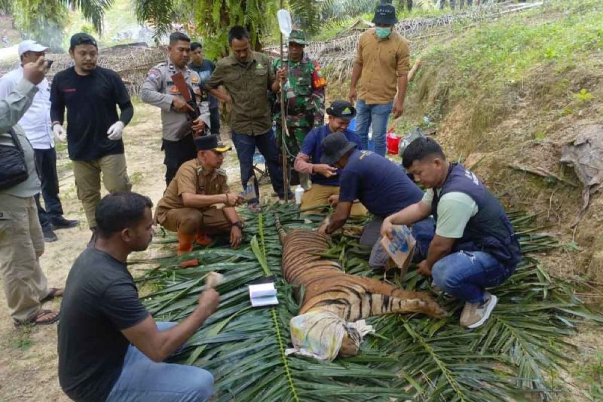 Harimau masuk perangkap di Aceh Timur direlokasi ke hutan lindung