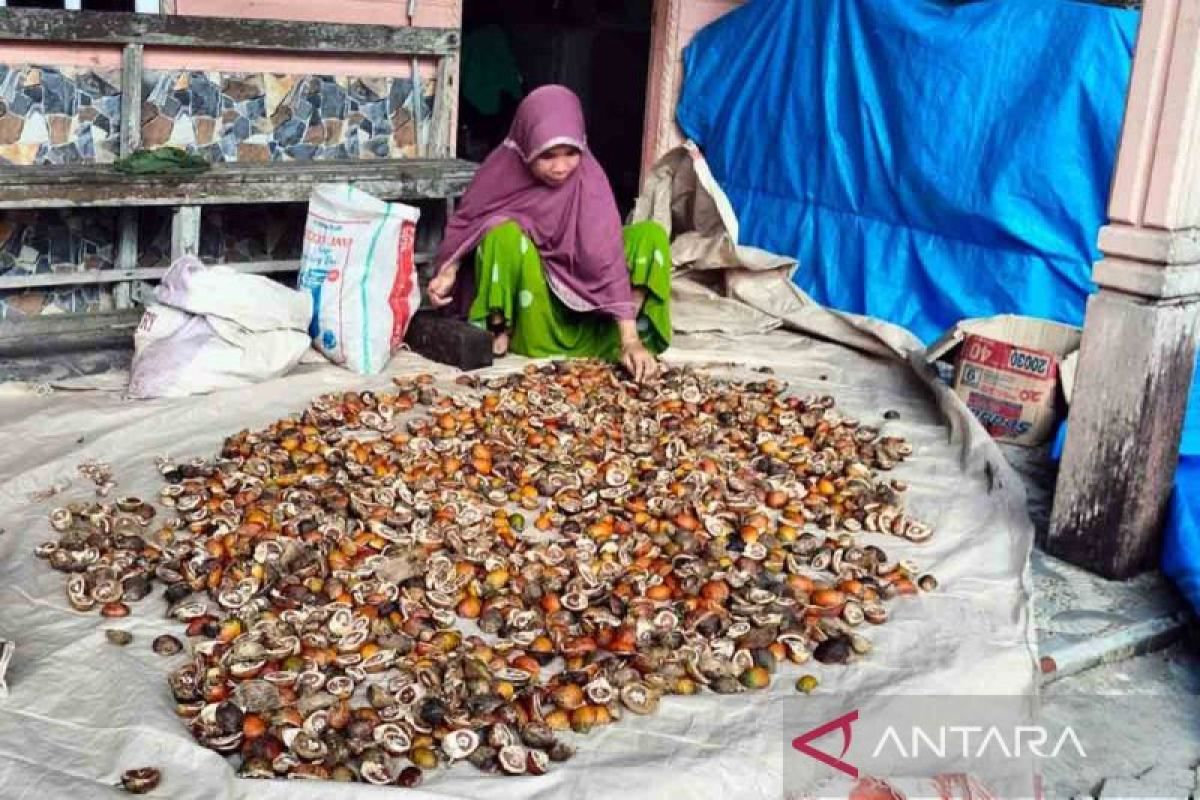 Pemkab Simeulue jadikan pinang komoditas andalan