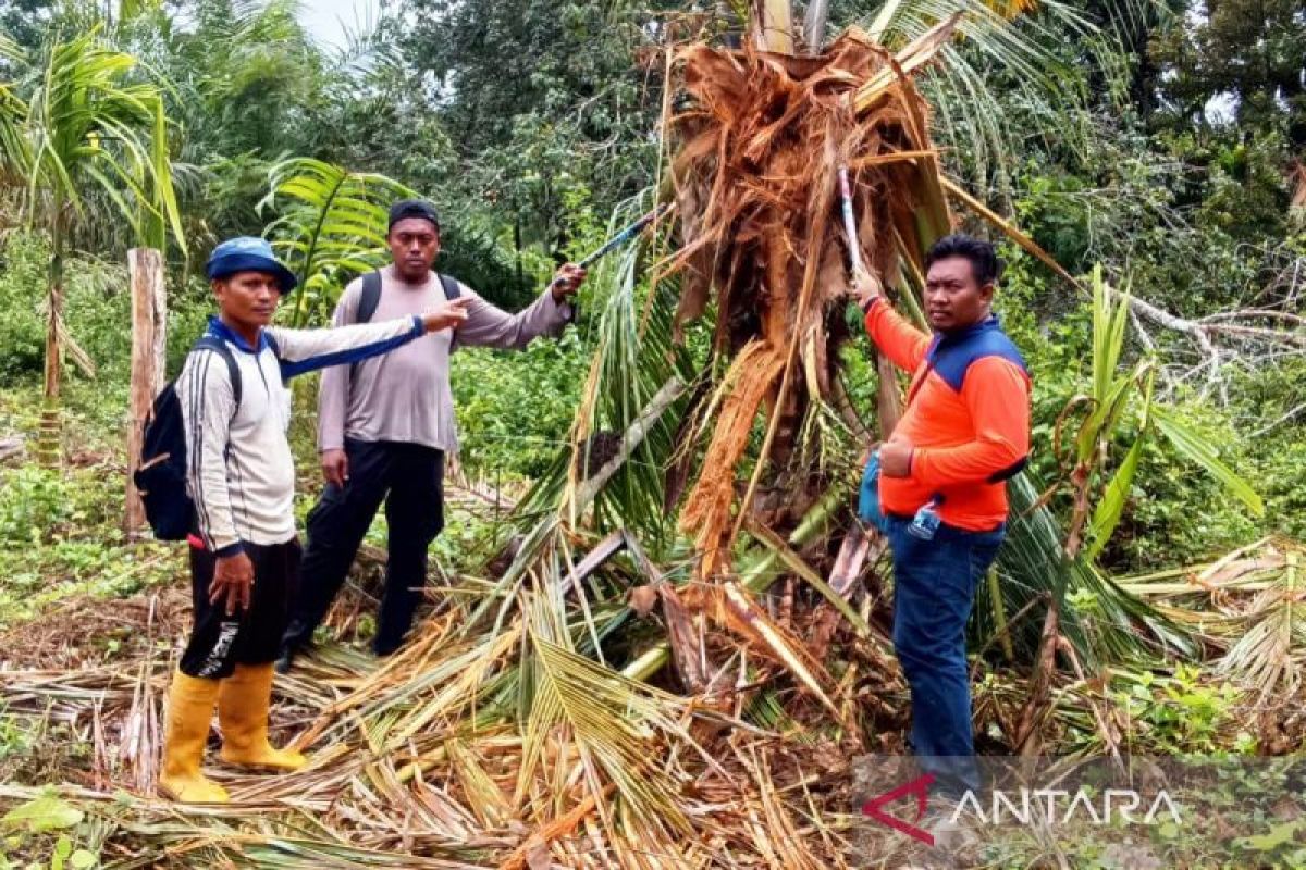 DPRK minta BKSDA tangani gangguan gajah di Nagan Raya