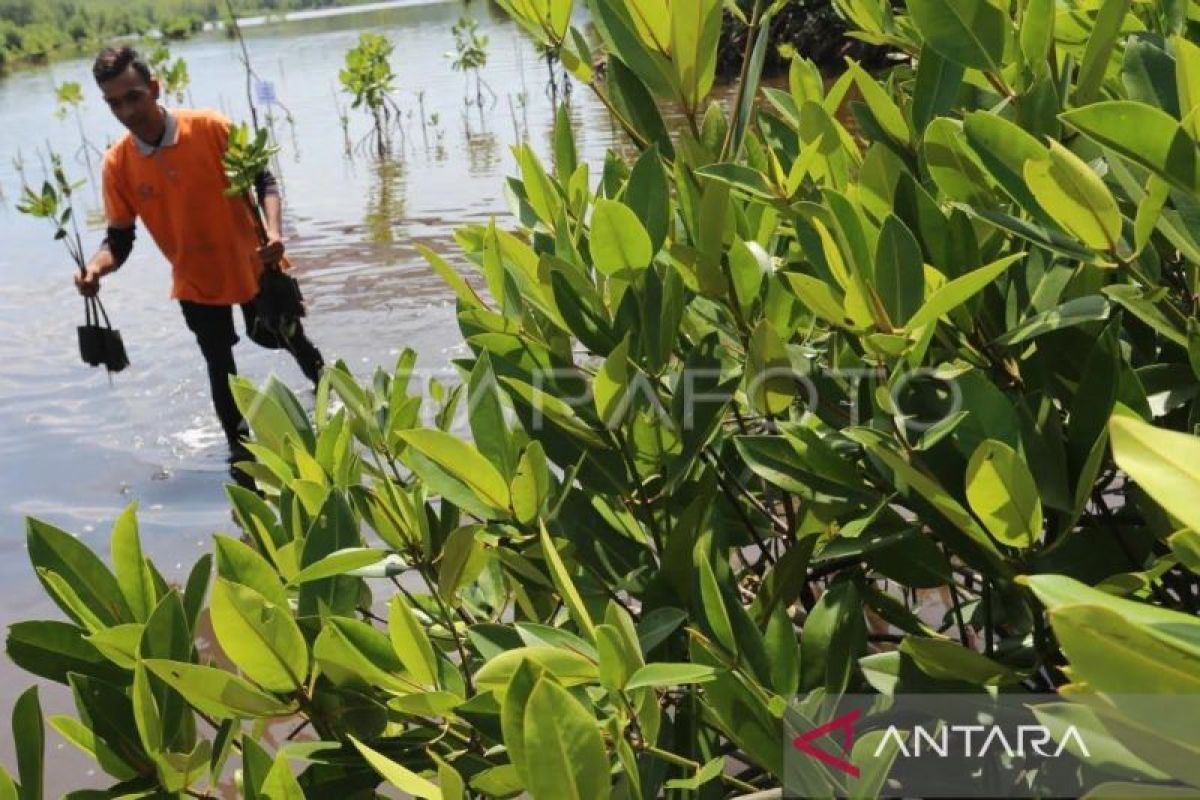 Aceh terima 1,7 juta dolar AS untuk tekan laju emisi karbon