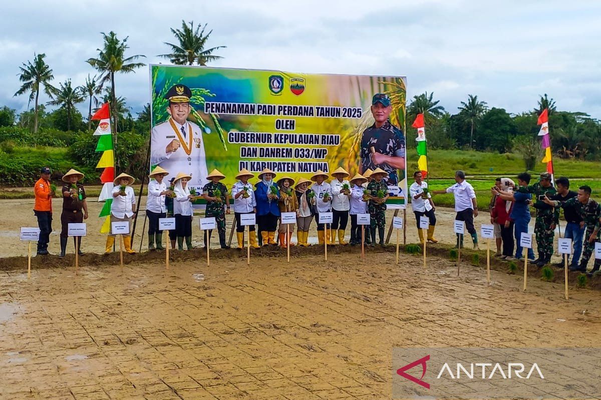 Pemprov Kepri tanam padi di Natuna