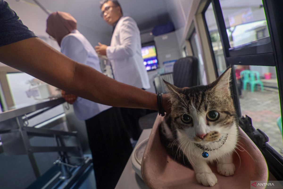 Jual Beli Kucing Bolehkah? Ini Penjelasan Para Ulama - Beritaja