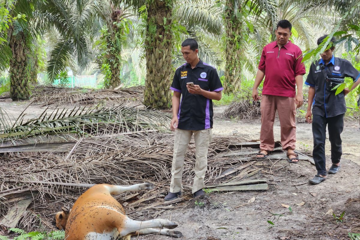 Seekor Sapi Bali mati mendadak di Siak diduga Penyakit Jembrana