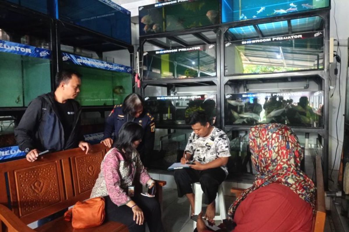 Pedagang ikan predator di Kramat Jati disidak