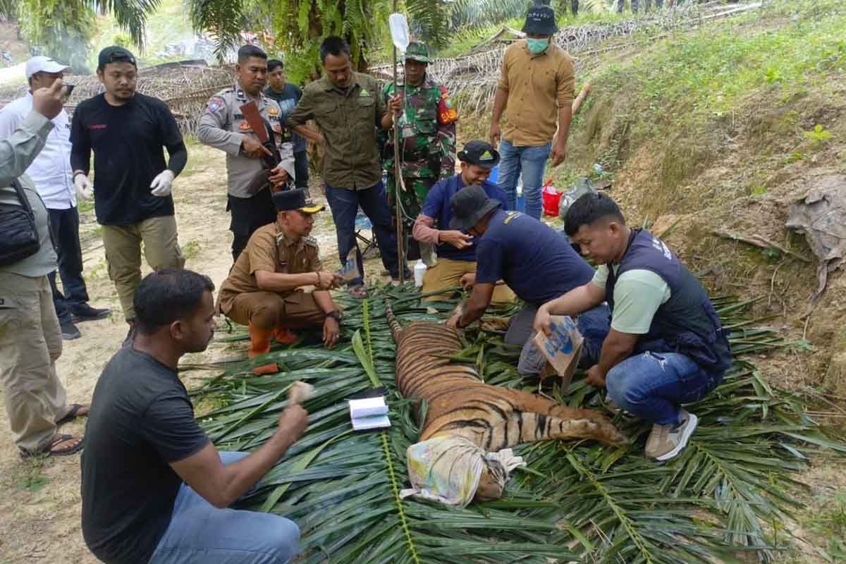 Pemkab Aceh Timur ingatkan warga kandangkan ternak cegah konflik satwa