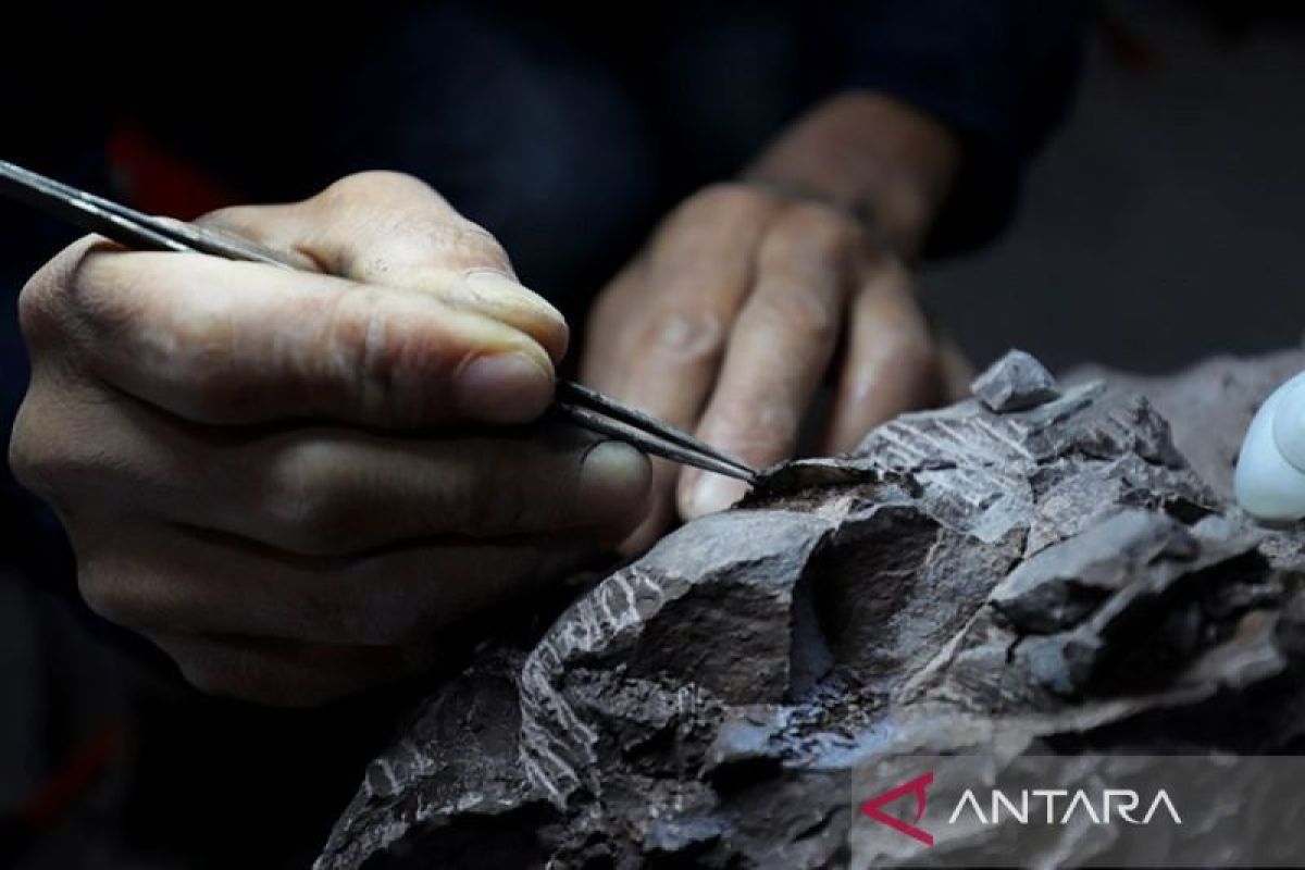 Penemuan Fosil di China Timur Ungkap Wawasan Baru Asal-Usul Burung