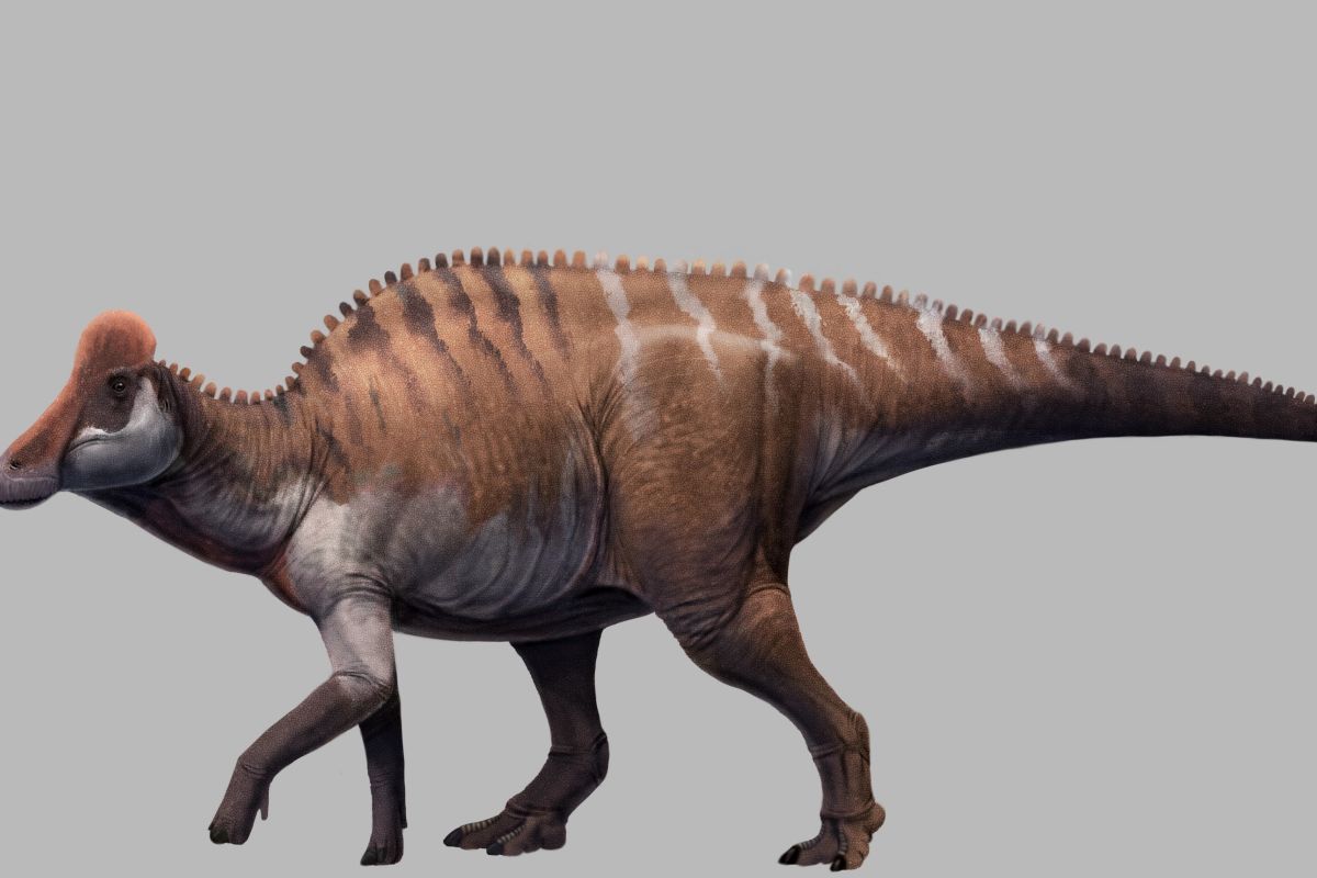 Fosil dinosaurus Lambeosaurinae ditemukan di China Selatan