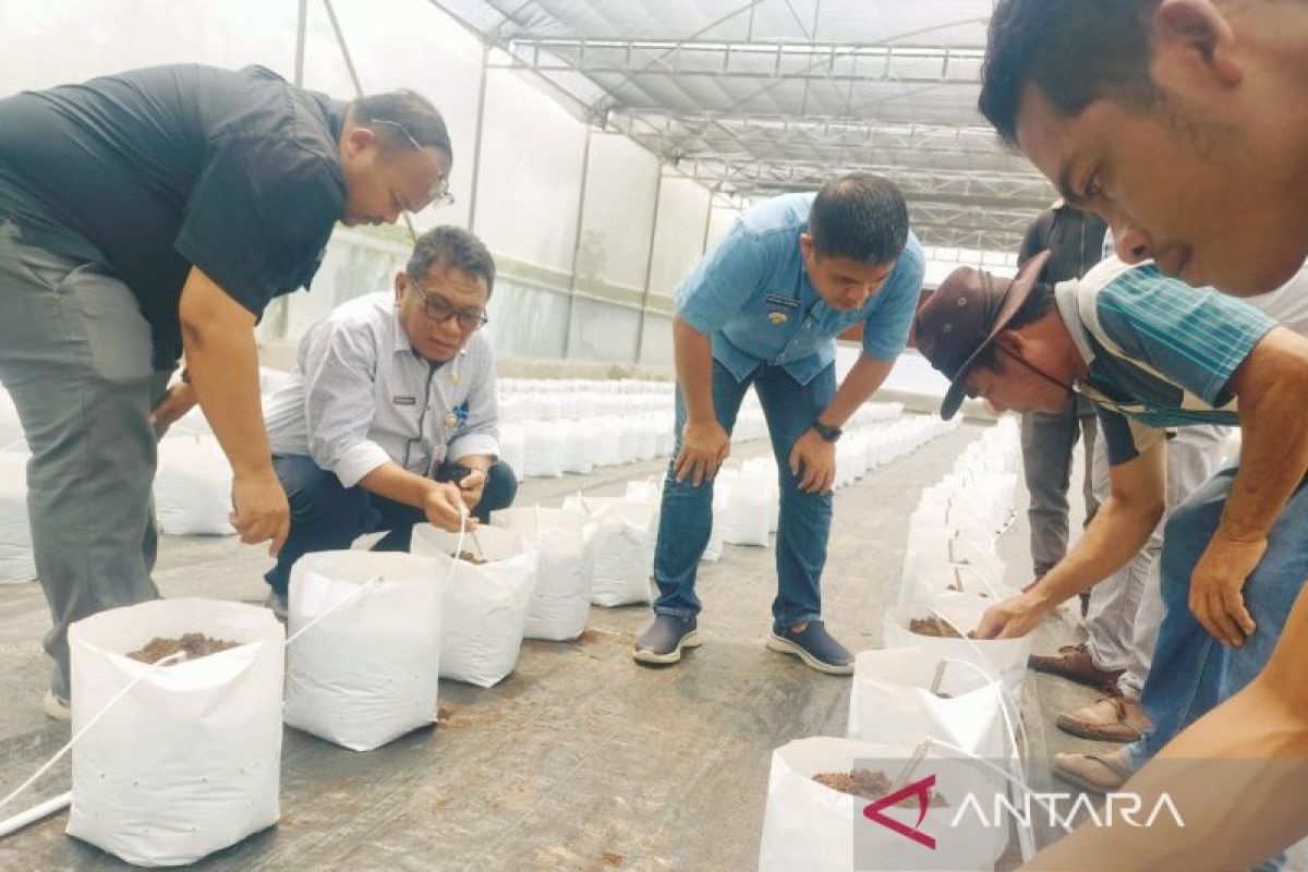 Pj Bupati Taput tinjau pengembangan tanaman berbuah dengan 