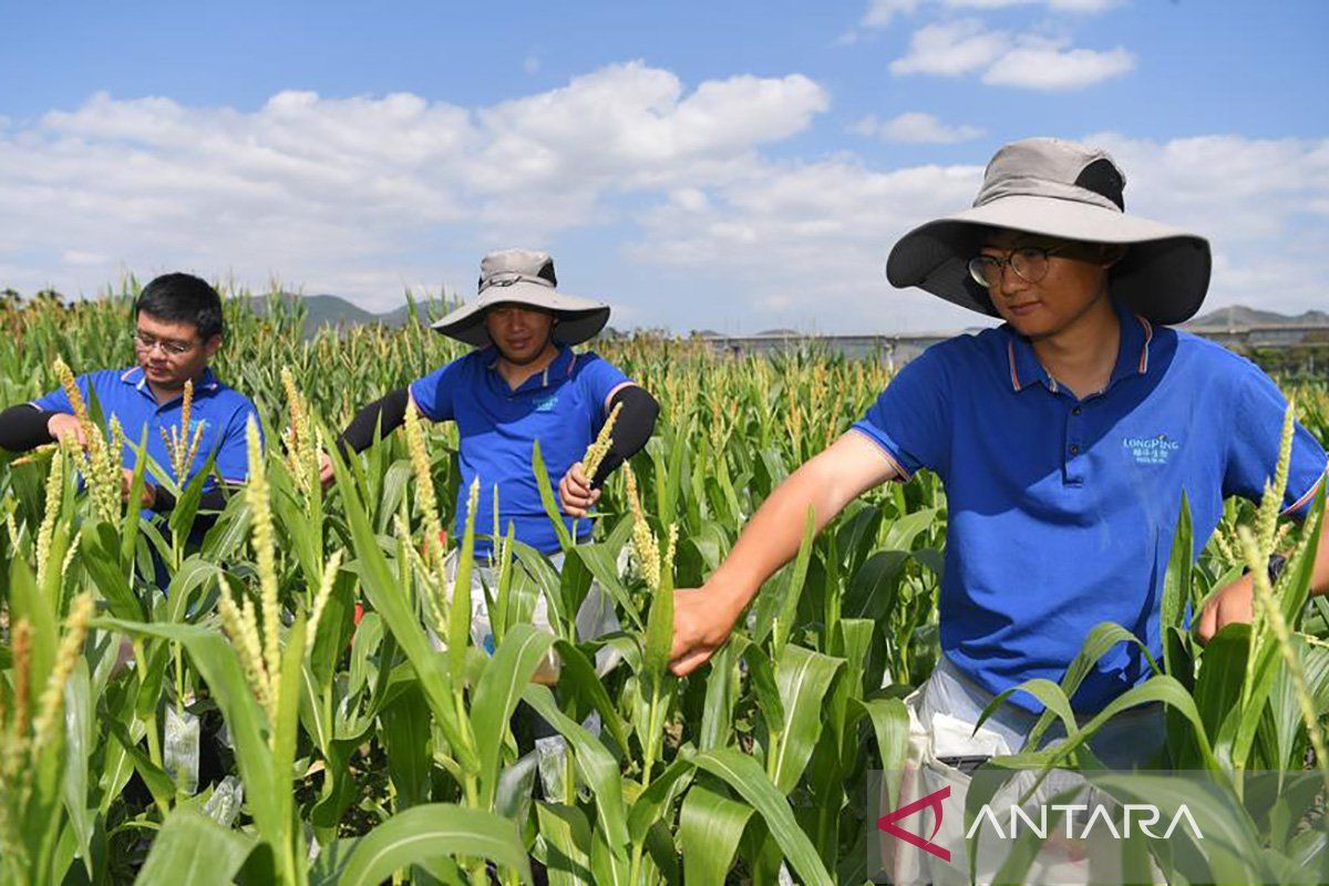 China targetkan kemandirian tingkat tinggi dalam teknologi pertanian