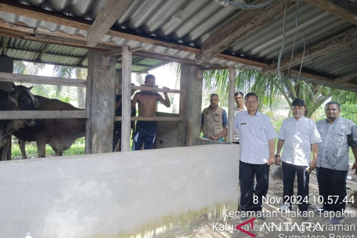 Populasi kerbau di Padang Pariaman menurun