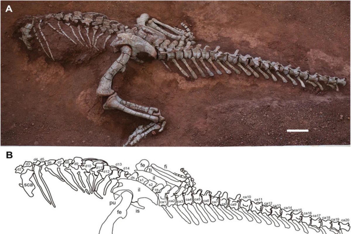 Ilmuwan China identifikasi spesies dinosaurus Sauropoda baru di Yunnan