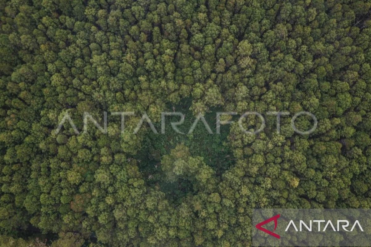 Pemprov Maluku kelola hutan di pulau kecil sebagai hutan lindung