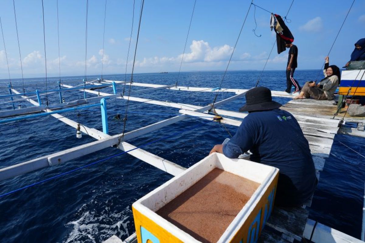 Pembangunan kawasan Samota Sumbawa tak berdampak bagi hiu paus