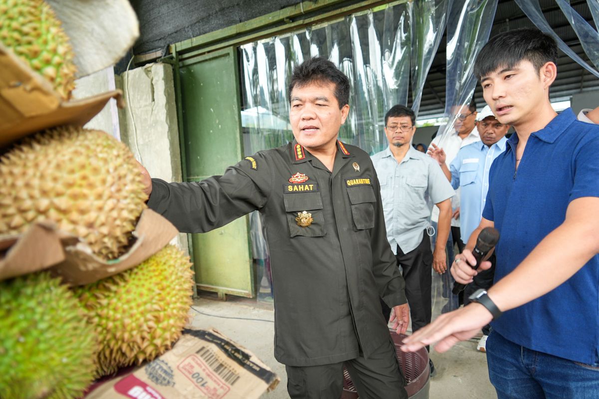 Kepala Barantin cek langsung kualitas durian hendak ekspor ke China