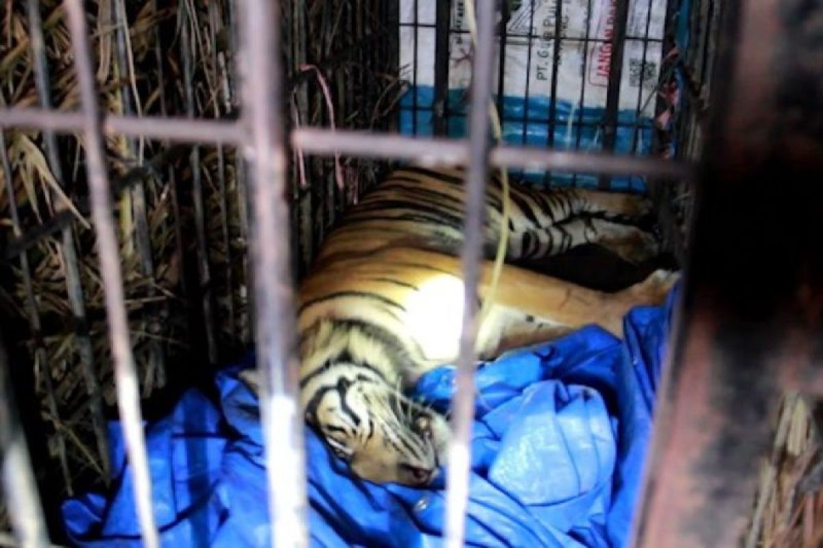 Petugas gabungan evakuasi Harimau Sumatera yang masuk kandang jebak di Lampung