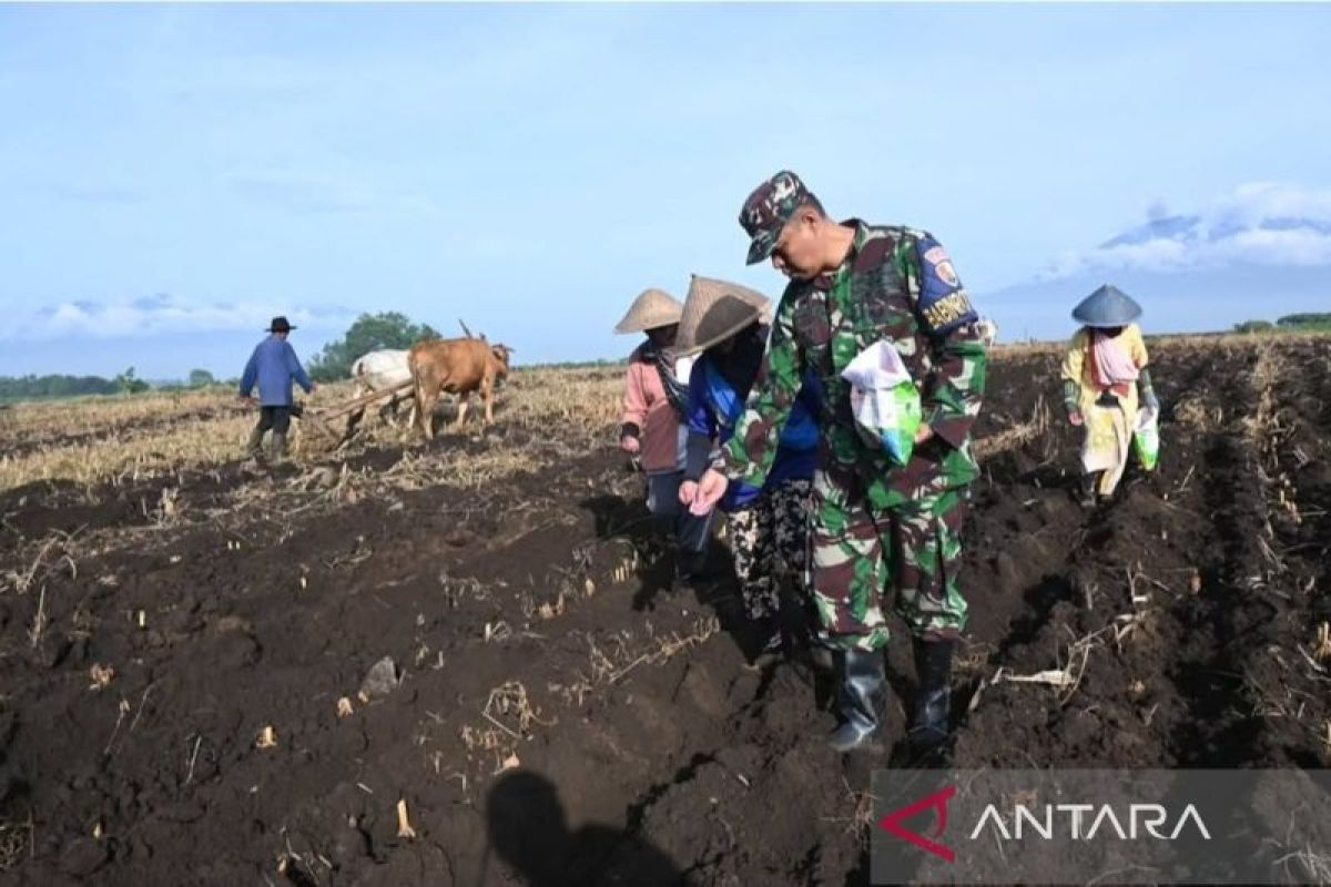 Lanud Abdulrachman Saleh kelola lahan 25 hektare jadi kebun jagung