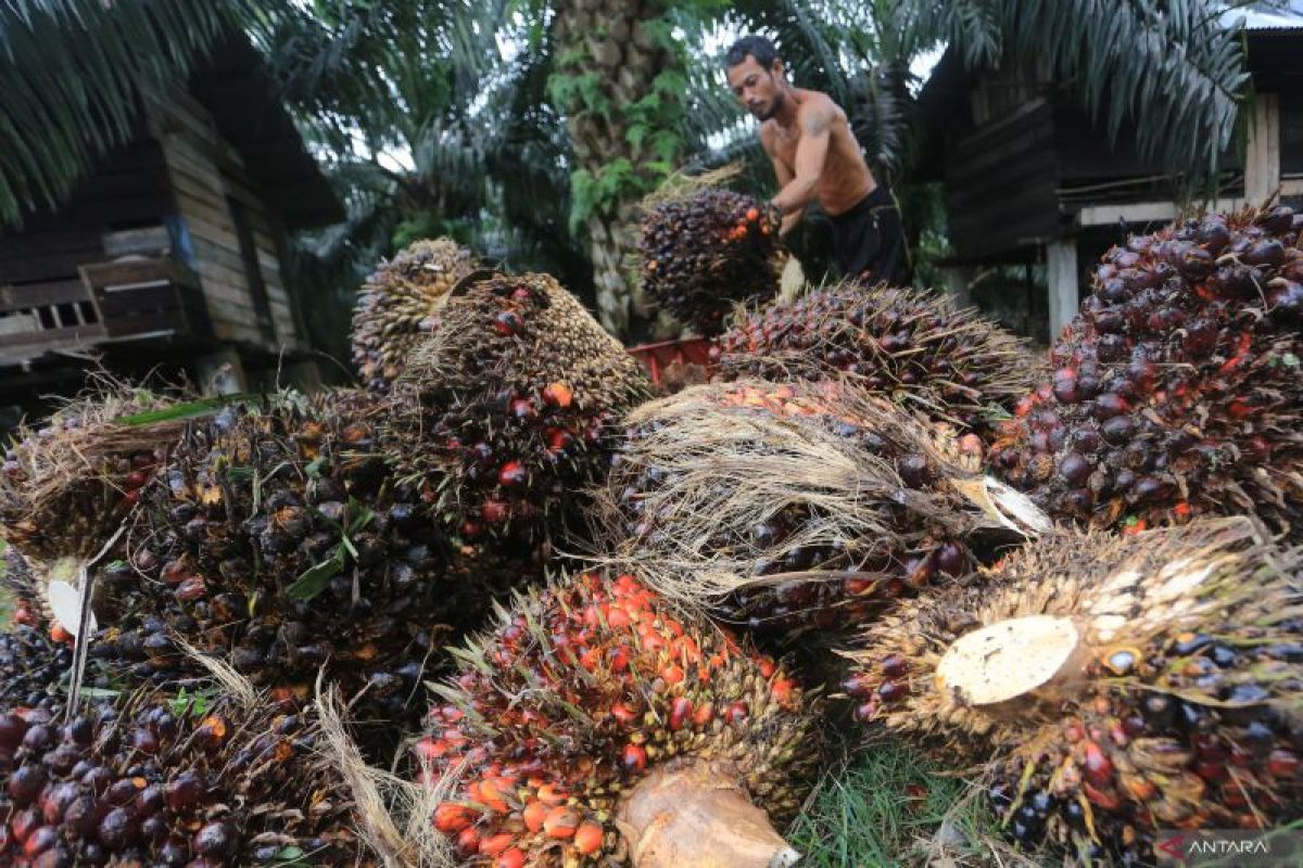 Harga TBS Sawit Riau naik petani semakin diuntungkan