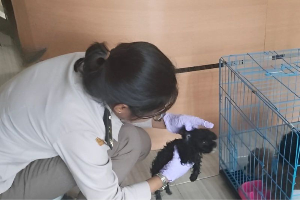 Karantina menahan tiga ekor anak anjing yang masuk NTT tanpa dokumen