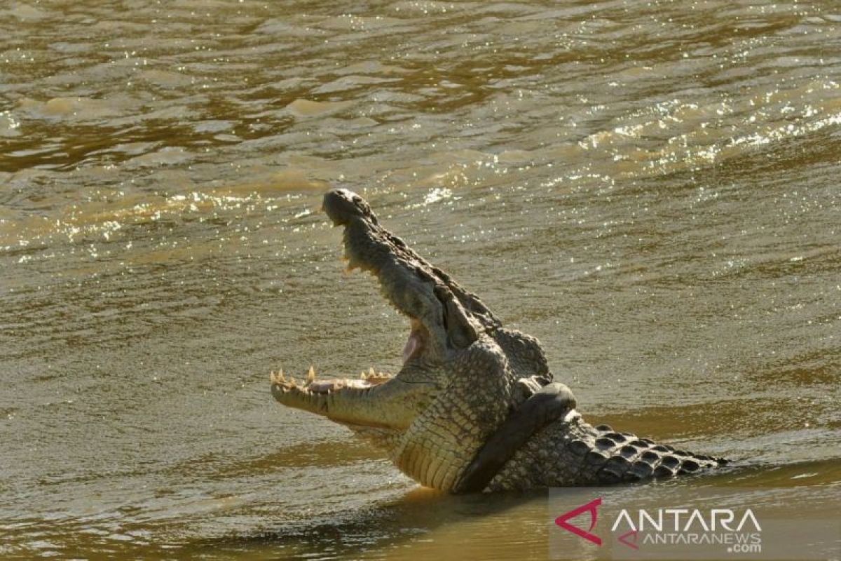 Buaya di Cimory Takalar terkam lansia yang mengaku pawang