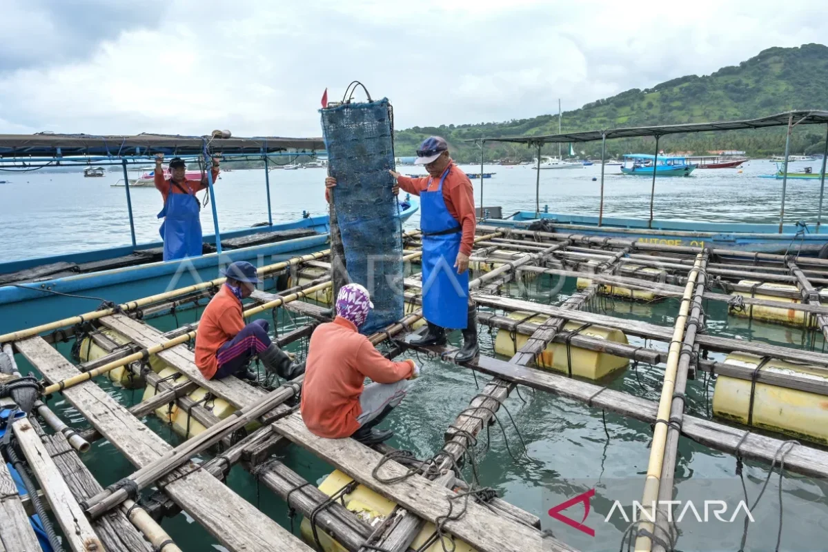 Budi daya mutiara air laut Autore di Lombok