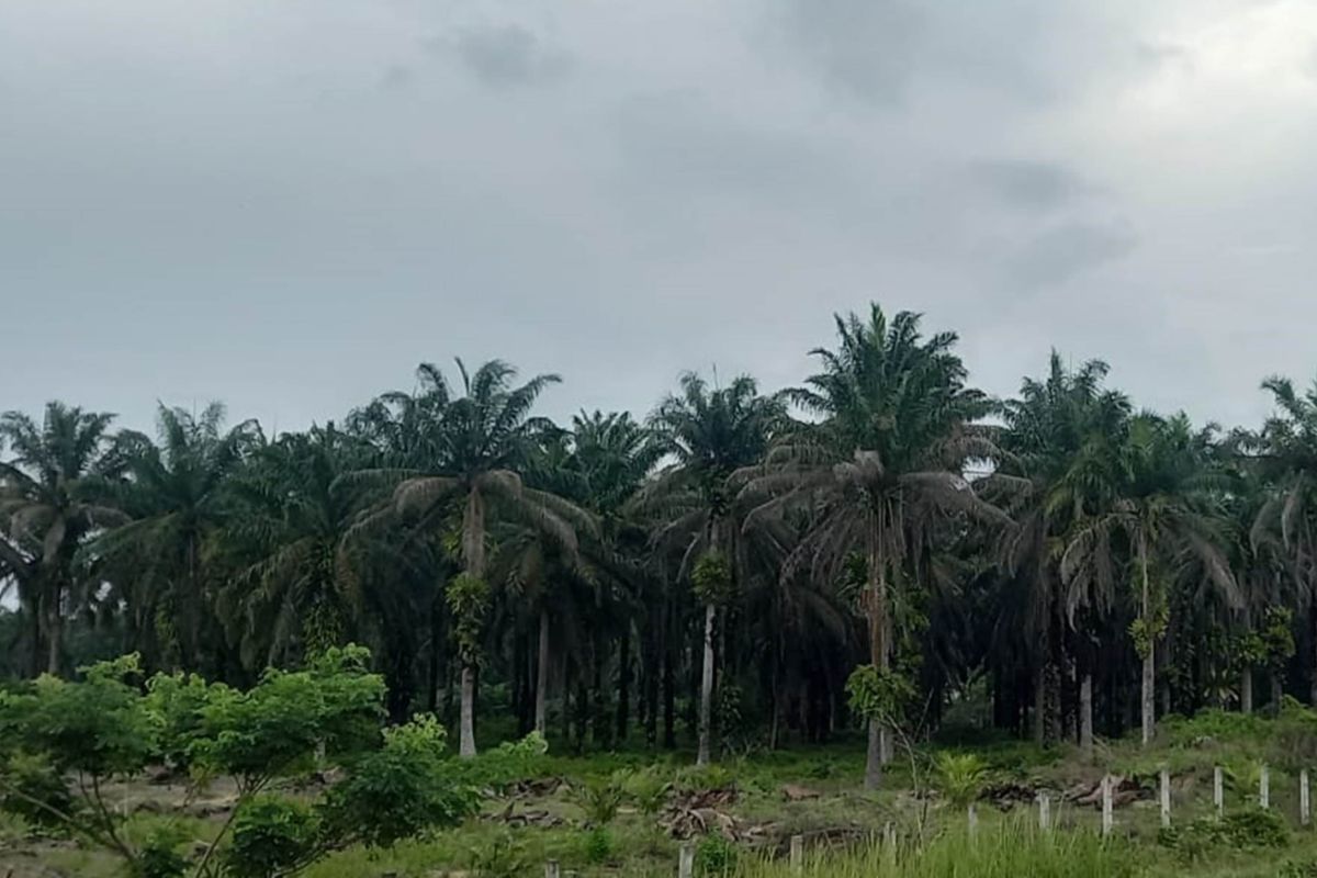 Harga Sawit Riau Naik Lagi, Petani Diuntungkan Kenaikan CPO dan Kernel