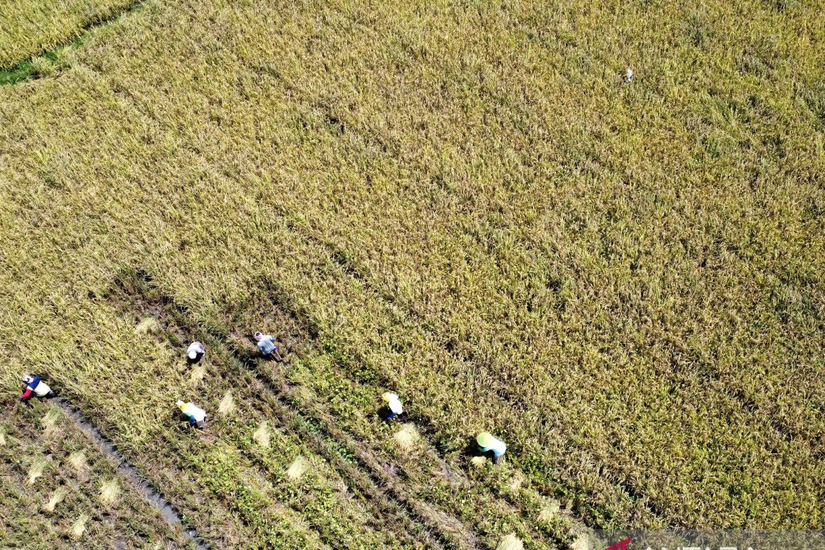 250 hektar lahan pertanian di Kota Gorontalo tak bisa dialihfungsikan