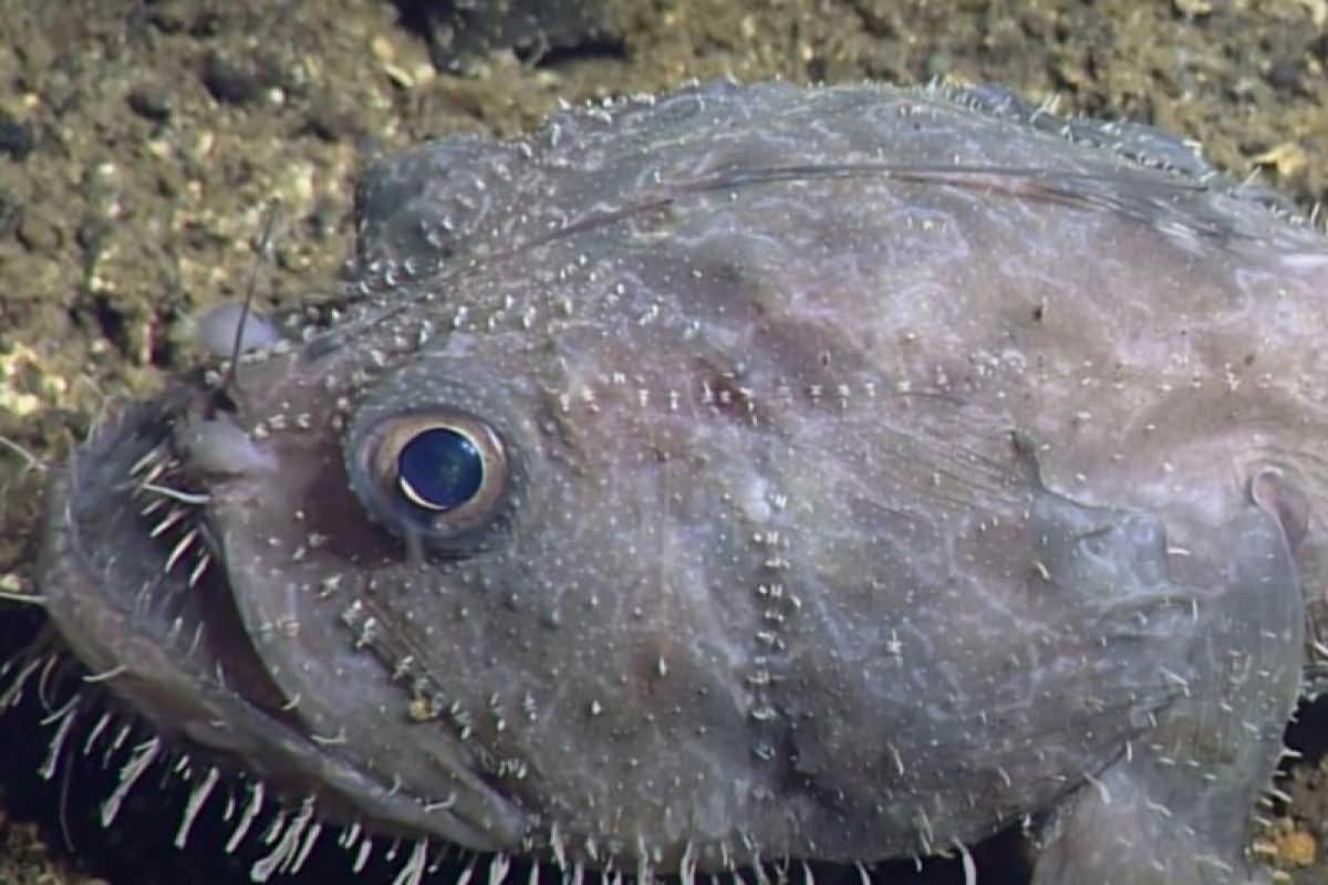 Mengenal Anglerfish: Ikan laut dalam yang viral di media sosial