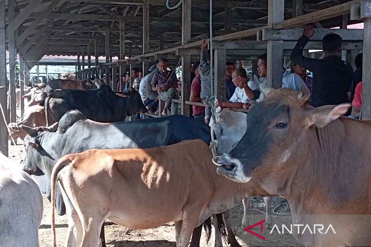 Pemasaran hewan ternak jelang Ramadhan meningkatkan di Aceh Besar