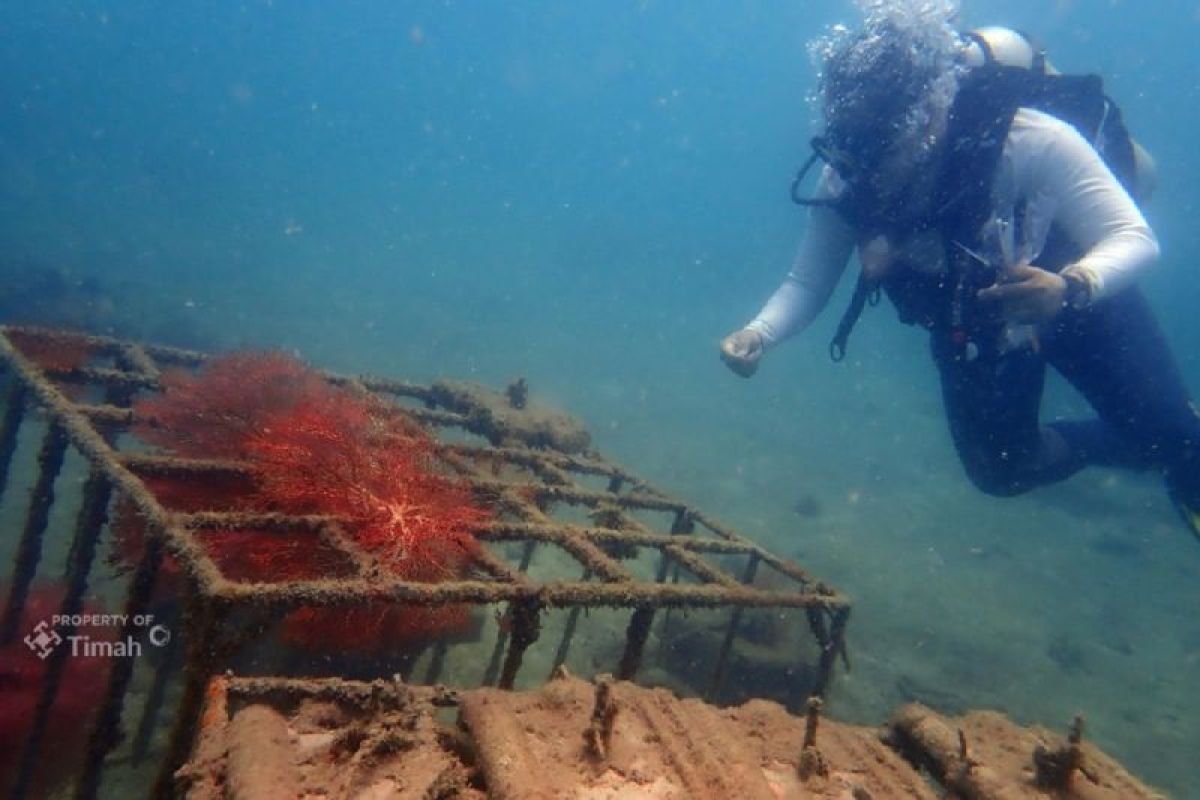 PT Timah tenggelamkan ribuan terumbu karang buatan jaga ekosistem laut