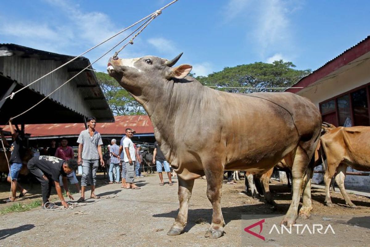 FOTO - Pasar hewan jelang tradisi meugang Ramadhan