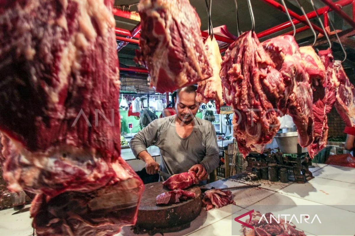 Stok ternak meugang Ramadhan di Banda Aceh capai 733 ekor